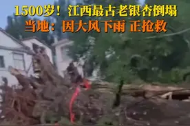 4月15日，#江西超1500年树龄银杏树倒塌 官方资料显示，该古树高41.3米，是江西保存最完好、最古老的银杏树，目前正在进行抢救。视频封面