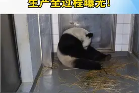 #大熊猫盈盈产下龙凤胎 8月15日，香港海洋公园的大熊猫“盈盈”喜诞双胞胎，据悉“盈盈”是全球最年长初次产子大熊猫，“盈盈”今年19岁，换算成人类年龄大约是“57岁”。视频封面