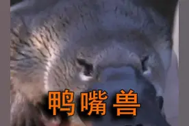 鸭嘴兽是世界上唯一一个拥有25种染色体得生物 #鸭嘴兽 #奇葩动物视频封面