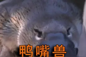鸭嘴兽是世界上唯一一个拥有25种染色体得生物 #鸭嘴兽 #奇葩动物视频封面