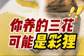 为啥你养的三花凶巴巴？因为你把人家认错啦 #三花猫 #彩狸 #宠物知识 #新手养猫 #养猫经验