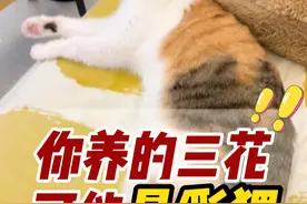 为啥你养的三花凶巴巴？因为你把人家认错啦 #三花猫 #彩狸 #宠物知识 #新手养猫 #养猫经验