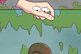 给福寿螺“断子绝孙” #福寿螺 #福寿螺产卵 #轻漫计划 #万物皆可达