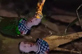 小昆虫的噩梦：寄生真菌 #万万没想到 #神奇动物 #真菌 #meme视频封面