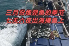 炮弹鱼的季节七天出海记录 ##围网灯光鱼船 #渔民出海真实记录 #广东围网灯光渔船 #带你去体验渔民的生活 ##带你去体验渔民的生活期待满载而归