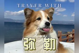 宠物友好看云南，云南有个角落，叫弥勒 #携宠出游视频封面