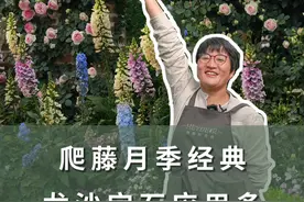 爬藤月季经典，龙沙宝石应用多 #月季 #粉色龙沙宝石 #爱生活爱养花 #花卉绿植 #海蒂的花园 @抖音短视频视频封面