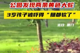 公园发现两条黄色大蛇， 3岁孩子被吓得“腿都软了”#厦门 #蛇 #蛇出没视频封面