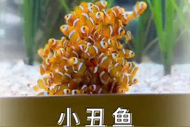 会变性的小丑鱼 #动物科普