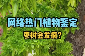枣树真的会“发疯”吗？ #科普 #植物科普 #水果 #冷知识 #自然教育视频封面