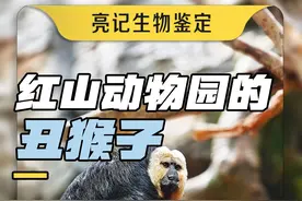 我倒要看看红山动物园猴子有多丑 #小米14ultra #让真实有层次视频封面
