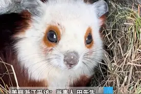 #男子飞檐走壁在山崖捡鼯鼠粪便卖钱  “从父亲这儿学的技术，每月采的800斤粪便能卖1万多元！”@卫生员 #奇妙的动物 #神奇的大自然 （记者：夏奕炀）视频封面