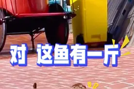 猫：你怎么知道这鱼有一斤？ #猫咪的迷惑行为 #搞笑配音 #看一次笑一次视频封面
