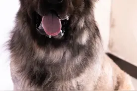 爱吃苦瓜的小八戒永远离开了 #高加索八戒