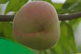 晚秋的桃你吃过吗 我们一起去尝一尝#新农人计划2021 #农业 #秋霜蜜桃 视频封面