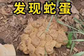 在野外发现蛇蛋，该如何区分！ #蛇蛋 #科普 #涨知识