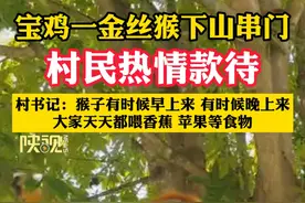 宝鸡一金丝猴下山串门，村民热情款待，村书记：猴子有时候早上来 有时候晚上来，大家天天都喂香蕉 苹果等食物#陕西dou知道 #金丝猴 #热点 宝鸡台：李军峰 汪玉姣 编辑：李洋 实习：刘若非