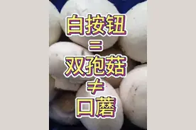 非洲的双孢菇叫白按钮蘑菇 #食用菌 #双孢菇 #非洲 #口蘑视频封面