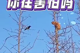 鸟：你是在害怕吗？ #动物的迷惑行为 #搞笑配音 #搞笑视频封面