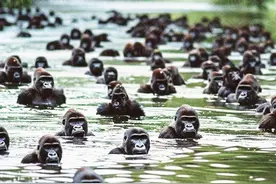 [生物放大镜] 大猩猩vs黑猩猩的世纪之战 #热点 #热门 #动物解说视频封面