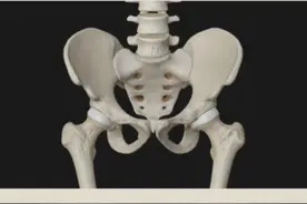 骨盆前倾 骨盆前倾的原因#运动解剖 #人体结构 #体态纠正 #骨盆前倾 #干货分享