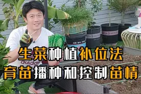 生菜种植方法技巧循环补位吃不完 #阳台种菜 #种植小技巧 #学种菜 #生菜种植 #种生菜视频封面