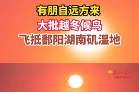 有朋自远方来 ，大批越冬候鸟飞抵鄱阳湖南矶湿地。视频封面