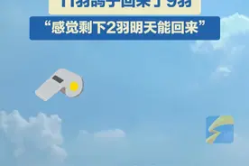 9月3日，天津，九三阅兵天安门广场放飞的8万羽和平鸽回家了！鸽子主人在楼顶激动吹哨迎接：11羽鸽子回来了9羽，感觉剩下2羽明天能回来。#和平鸽 #九三阅兵 #鸽子迷路