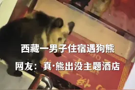 近日，#西藏一男子住宿遇狗熊 ，网友：真·熊出没主题酒店#万万想不到视频封面