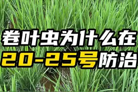卷叶虫一定要安排在20-25号进行防治#卷叶虫防治 #水稻病虫害防治 #种田大户 #种之道视频封面