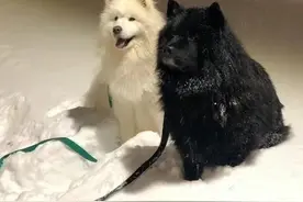 萨摩耶冷知识 #萨摩耶 #狗狗 #萌宠