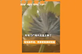 天安门广场大花篮上新了，发光和平鸽、月季寄寓美好祝福（BRTV新闻）视频封面