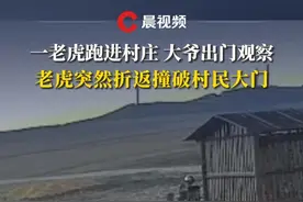 11月18日，一老虎跑进村庄，大爷出门观察，老虎突然折返撞破村民大门视频封面