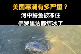 美国寒潮有多严重？河中鳄鱼被冻住，佛罗里达都结冰了视频封面