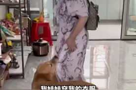 妹妹要穿走主人的裙子，抠门金毛咬着裙边就是不让出门，直到把裙子脱掉#金毛 #看家护院好帮手 视频封面