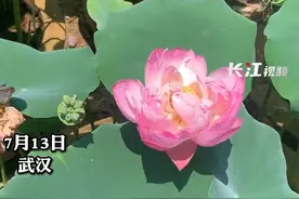 可追溯到宋朝！武汉千年古莲开花，和她来一场尘封千年的邂逅吧~#千年古莲开花 @武汉绿化  视频封面