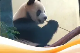 中央政府赠港大熊猫“安可”组合正式亮相视频封面