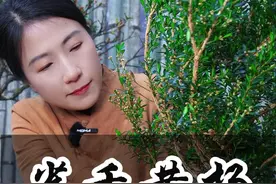 雀舌黄杨 每次听修剪的声音都很治愈，分享黄杨造型过程#黄杨 #盆景 #盆景制作视频封面
