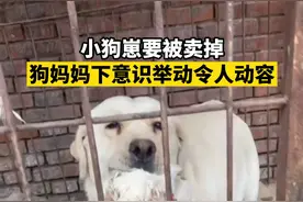 2月17日，河南新乡一小狗崽要被卖掉，狗妈妈的行为令人动容。视频来源：@PPT 视频封面