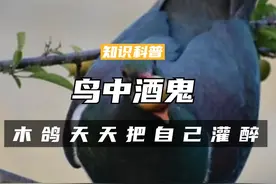 鸟中酒鬼新西兰木鸽，天天把自己灌醉，掉在地上任由别人去捡（一）#科普 #涨知识 #鸽子 #鸟 #动物视频封面