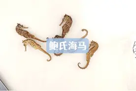 鲍氏海马 也叫高冠海马#海马 #本草视频封面