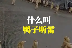 什么叫鸭子听雷？下雨天为什么鸭子在雨中一动不动，全部仰着头 #涨知识 #科普一下 #有趣的知识又增长了 #鸭子听雷