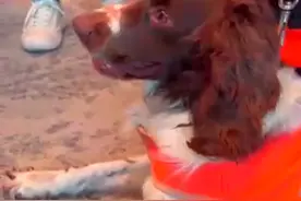 搜救犬Lucky第一次跨国救援 表现超出想象#直击赴土耳其中国救援队回国 #搜救犬  #中国汪汪队   #土耳其地震视频封面