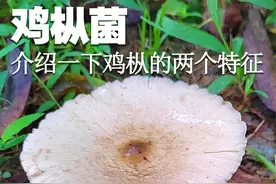 介绍一下鸡枞菌的两个主要特征 介绍一下鸡枞菌的两个主要特征#萌知计划 #科普 #鸡枞 #采蘑菇 #野生菌