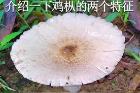 介绍一下鸡枞菌的两个主要特征 介绍一下鸡枞菌的两个主要特征#萌知计划 #科普 #鸡枞 #采蘑菇 #野生菌