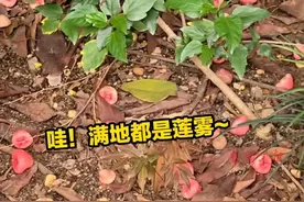 民族大道上种的莲雾能不能吃？记者帮你试了，反正不好吃！（记者：邹财麟，剪辑：曹路佳）#广西 #南宁 #莲雾 #水果