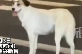 狗狗被箭射中头部 #没收犬只 #狗狗#狗证 #露娜和至尊宝视频封面