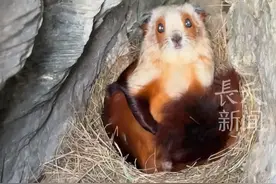 国家二级保护动物飞鼠，眼皮底下被“掏粪”一脸懵，原来是在采名贵药材“五灵脂”#保护动物 #飞鼠 #五灵脂视频封面