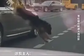3月20日（采访时间），四川成都，#狗主人回应德牧等红绿灯时突然跳车  ：它和旁边车上的比熊“看对眼”了，很快弄上车了，没影响交通，下个红绿灯搞了它一顿。视频封面