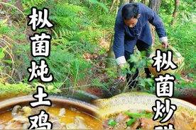 山野松菌美味 踏露采鲜松菌 ，柴火慢炖土鸡香。腊肉煸出烟火气，山间至味，最抚凡人心。#农村美食 #新农人计划2025 #我的乡村生活 #野生菌 #春天总要来场野菜寻鲜吧